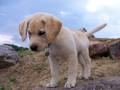 What does an American Lab puppy look like?