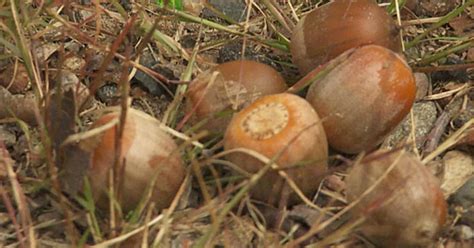 What does an abundance of acorns mean?