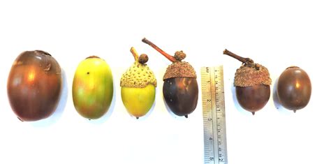 What does an acorn look like?