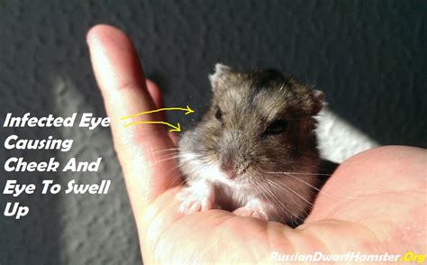 What does an infected hamster eye look like?