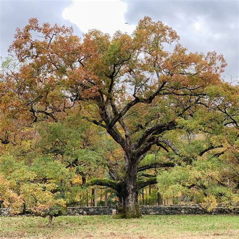 What does an oak tree look like?