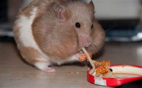 What does an unhealthy hamster look like?