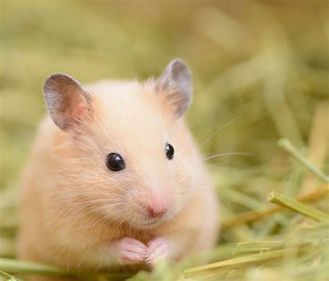 What does an unhealthy hamster look like?