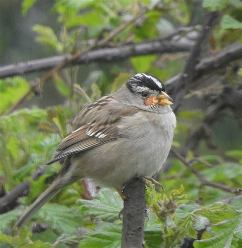 What does avian pox look like on birds?