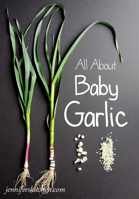 What does baby garlic look like?