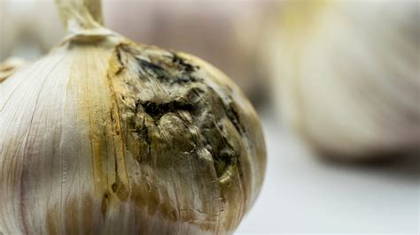 What does bad garlic look like?