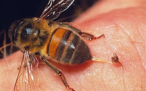 What does bee venom do to the body?