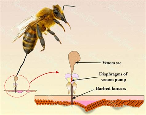 What does bee venom do to the brain?