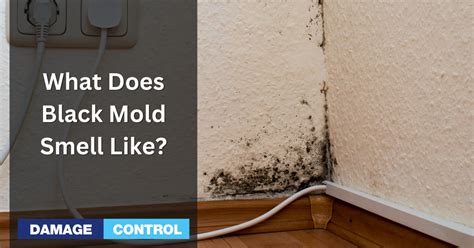 What does black mold smell like?