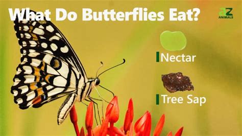 What does butterfly eat?