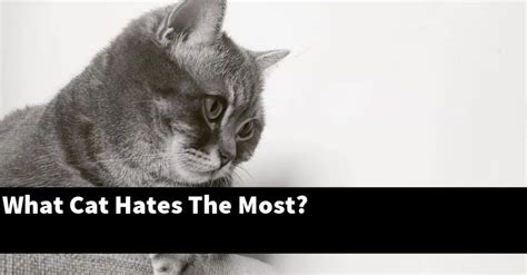What does cat hate the most?