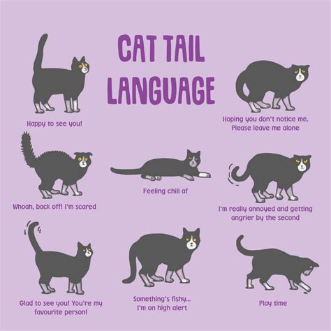 What does cat tail mean?
