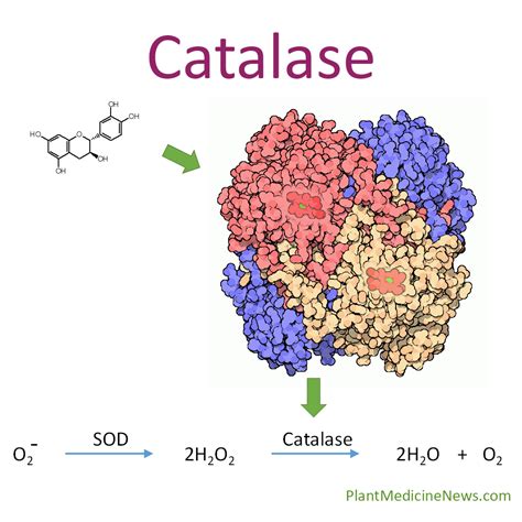 What does catalase do to potatoes?