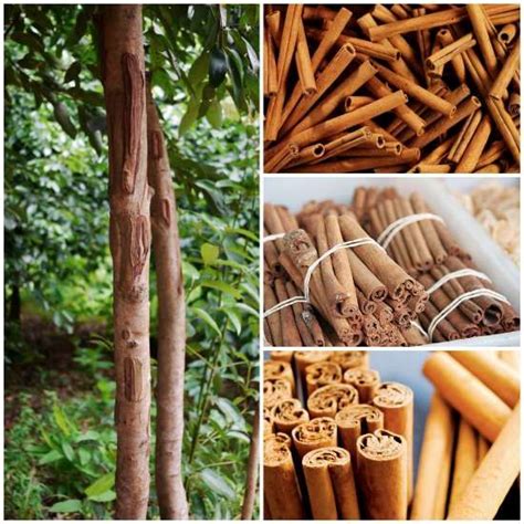 What does cinnamon do for your plants?