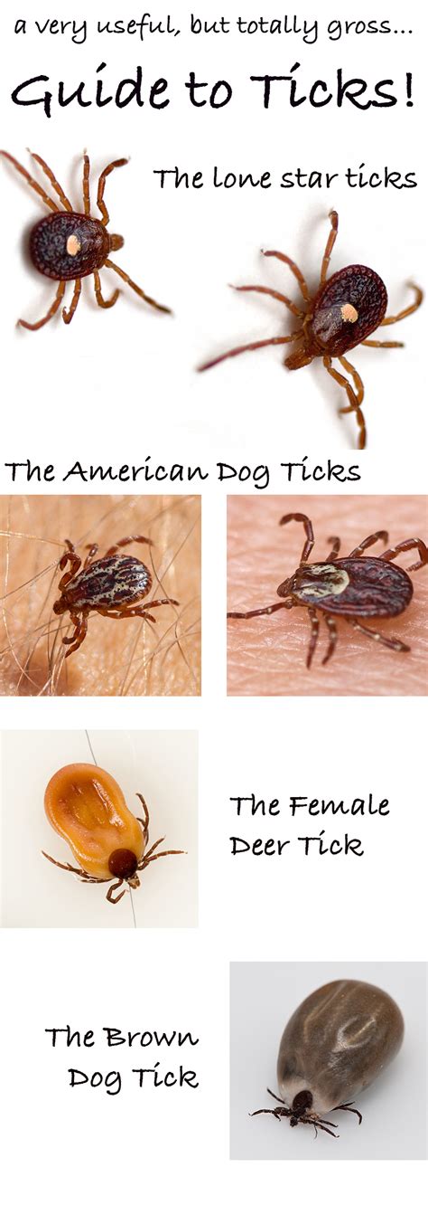 What does cinnamon do to ticks?