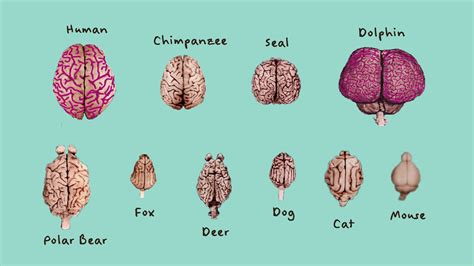 What does comparison do to your brain?