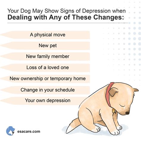 What does dog depression look like?