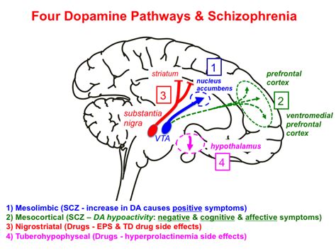What does dopamine do in nigrostriatal?