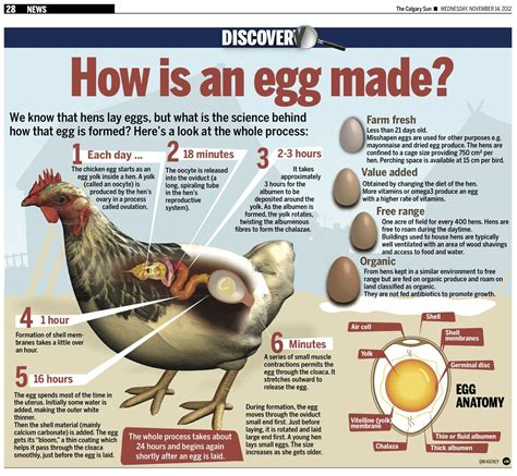 What does eggshells do for chickens?