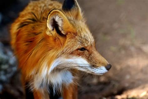 What does fox gender mean?