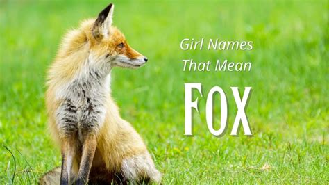 What does fox mean to a girl?