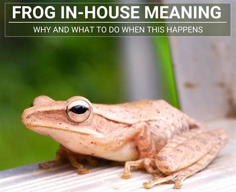 What does frog mean on a house?