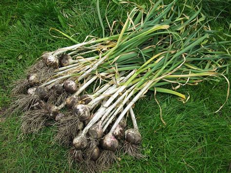 What does garlic look like before harvest?