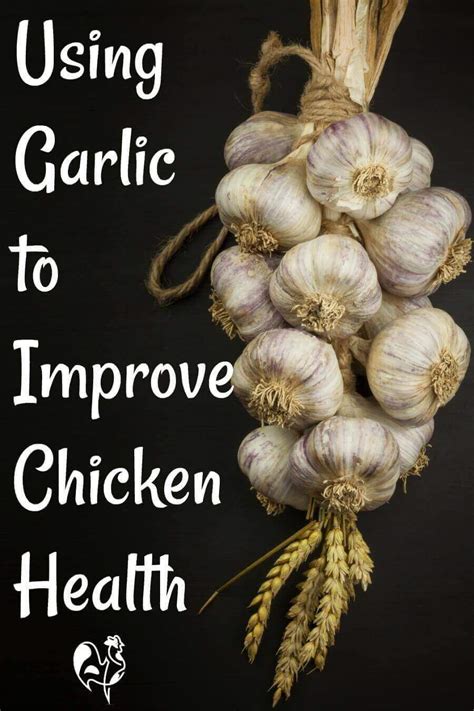 What does garlic powder do for chickens?