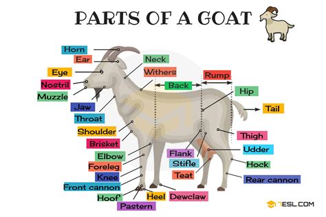 What does goat mean male or female?