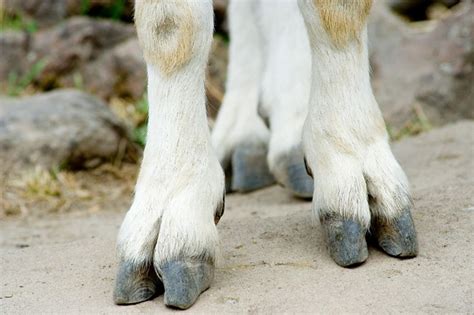 What does goats toe mean?