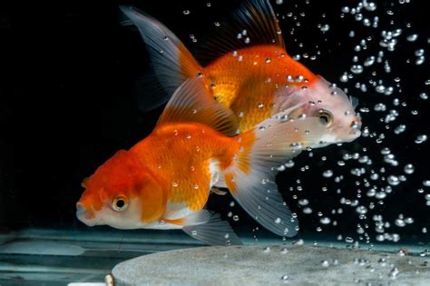 What does goldfish mating look like?