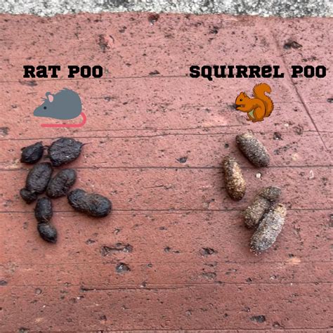 What does healthy baby squirrel poop look like?