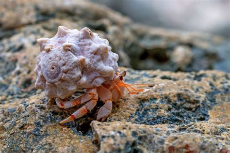 What does hermit crab chirping mean?