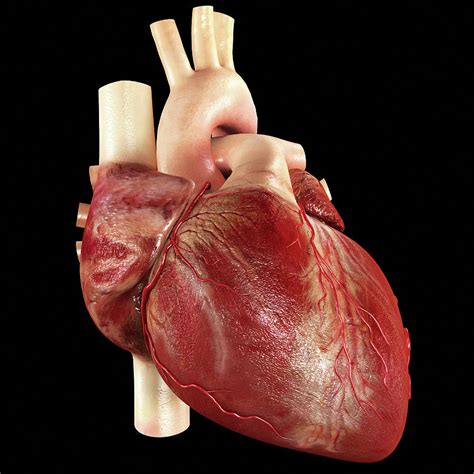 What does human heart look like?