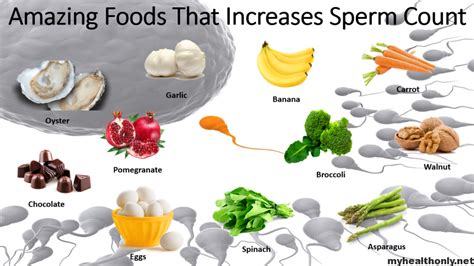 What does human sperm eat?