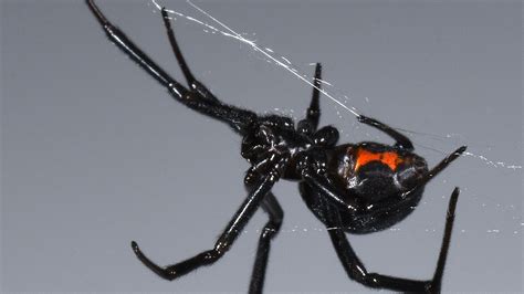 What does it mean if I see a black widow?