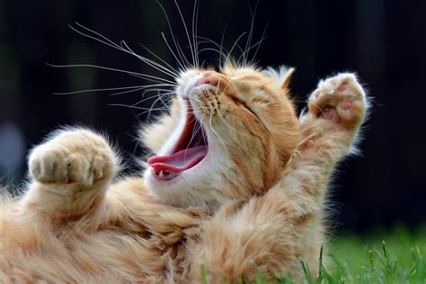 What does it mean if a cat yawns at you?