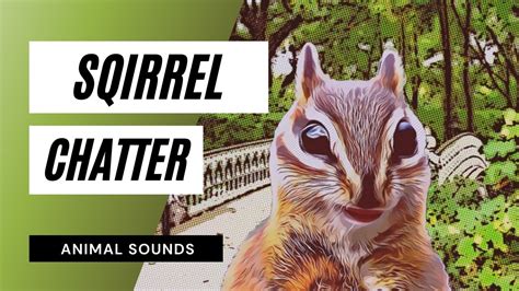 What does it mean if a squirrel chatters at you?