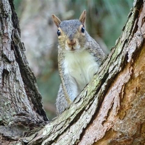 What does it mean if a squirrel stares at you?
