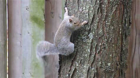 What does it mean if a squirrel wags its tail?
