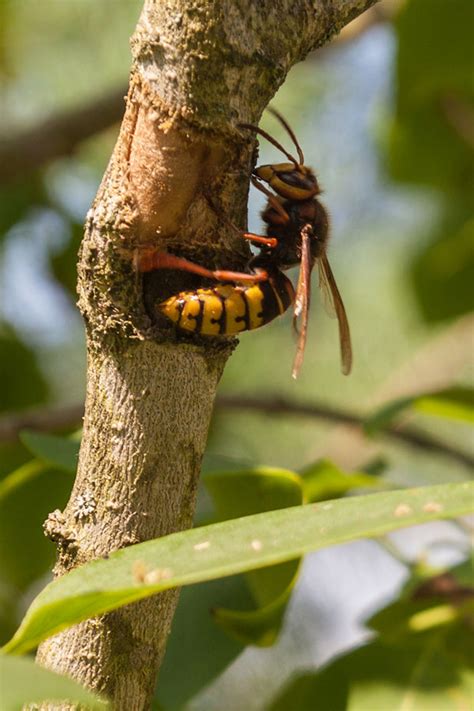 What does it mean if a wasp follows you?