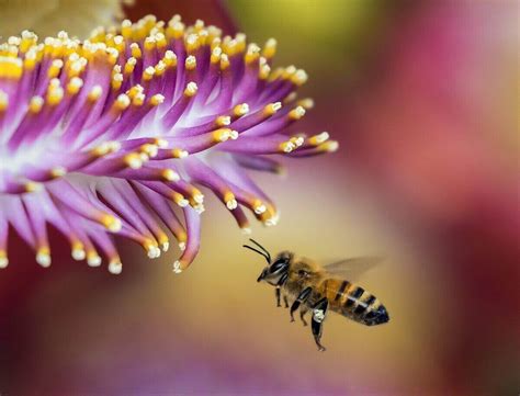 What does it mean if bees are attracted to you?