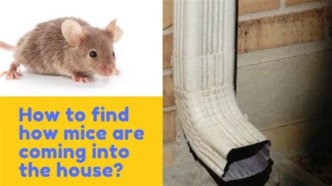 What does it mean if you see a mouse in your house?