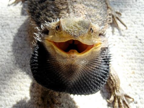 What does it mean when a bearded dragon kisses you?