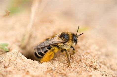What does it mean when a bee is walking on the ground?
