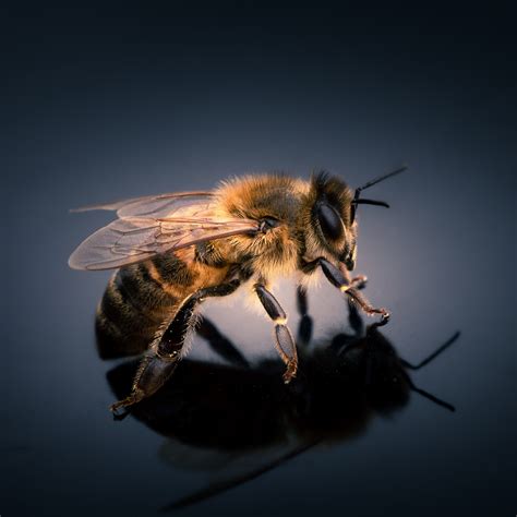 What does it mean when a bee visits you?