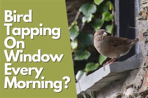 What does it mean when a bird comes to your window every morning?