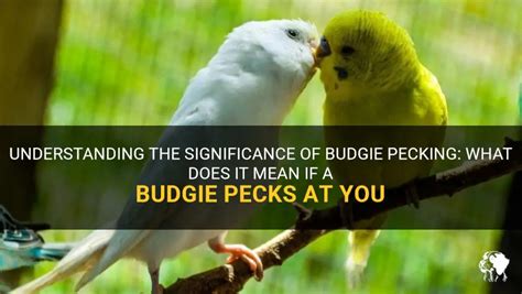 What does it mean when a bird pecks you?