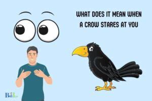 What does it mean when a bird stares at you?