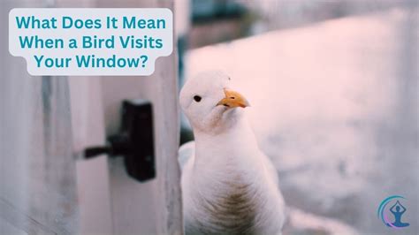 What does it mean when a bird visits your window?